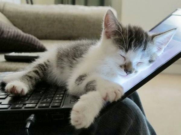 Image result for cat and  computer